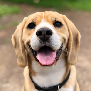 An image of a Beagle puppy