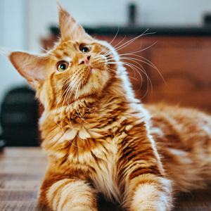An image of an orange tabby cat