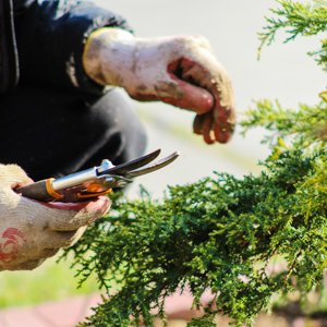 An image of a person's hands trimming herbs in the garden