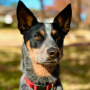 An image of a blue heeler